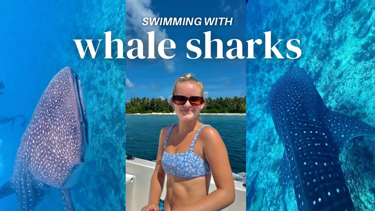 SWIMMING WITH WHALE SHARKS IN DHIGURAH — Is It Worth It?